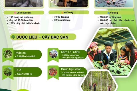 Phát triển nông nghiệp hàng hóa, dược liệu theo hướng kinh tế xanh giai đoạn 2026-2030
